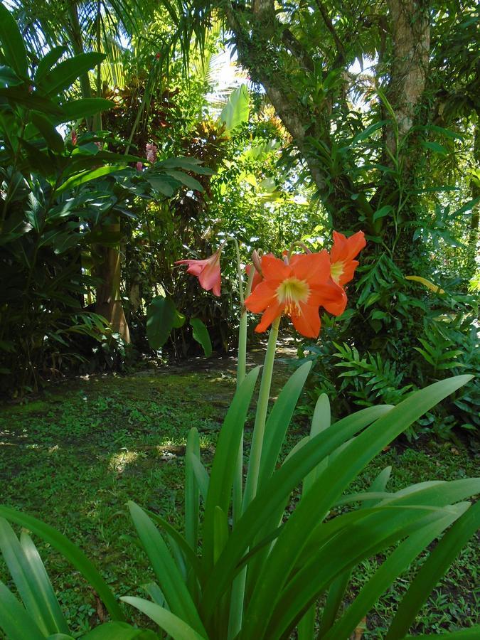 J And H Garden Cabinas Bocas del Toro Esterno foto
